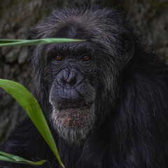 chimpanse