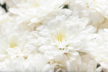 A close-up of white chrysanthemums with soft petals, evoking tranquility. Subtle yellow hints in the center add warmth, creating an image of peace and purity