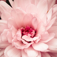 A close-up view of a pink flower with soft petals, revealing a delicate pink and red center. The image evokes a sense of gentle beauty and floral charm. Chrysanthemum