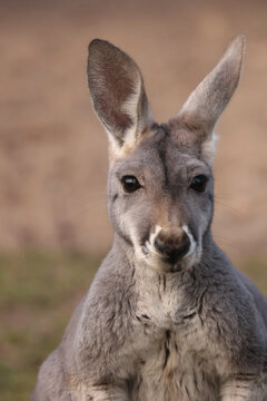 The red kangaroo portrait