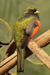 The collared trogon (Trogon collaris) - male © Klimczak-Krajewska