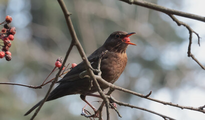 female blackbird eats fruit