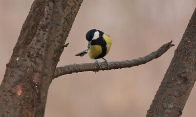 great tit parus major