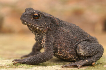 Close-up of a dark, bumpy Common European toad, Bufo bufo, with striking eyes