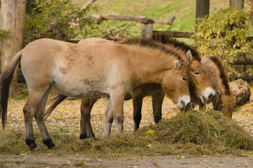 Przewalski's horses