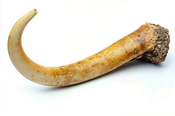 A large horn with a rock sticking out of it