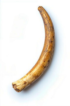 A large tusk on a white background