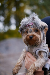 Dog Yorkie Gray Brown With Ponytail On Head Hairstyle Portrait