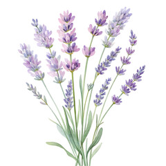 Naklejka premium Beautiful Lavender Flowers Bouquet Isolated
