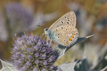 Icarus blue Butterfly resting on a purple thistle flower in a field, showcasing nature's beauty and insect life.