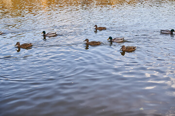 Ducks swim in the lake river many of them autumn sunny weather
