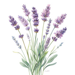 Naklejka premium Beautiful Lavender Flowers Bouquet Isolated