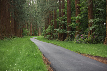 Amazing natural landscape, road in the forest 