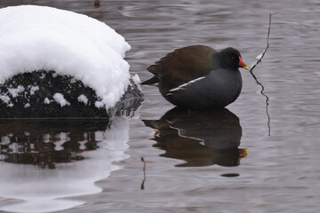 The first snow and the common moorhen © Klimczak-Krajewska