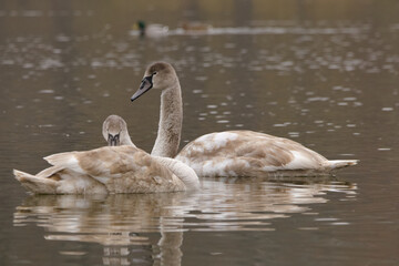 swans on the lake