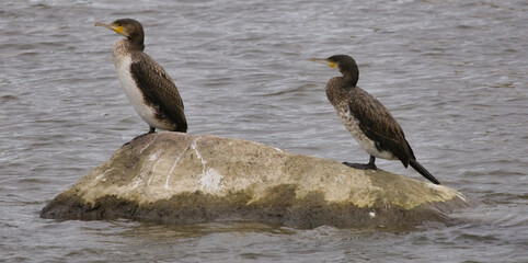 Cormorants stand on a stone © Klimczak-Krajewska