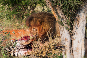 lion eating zebra © Photopet