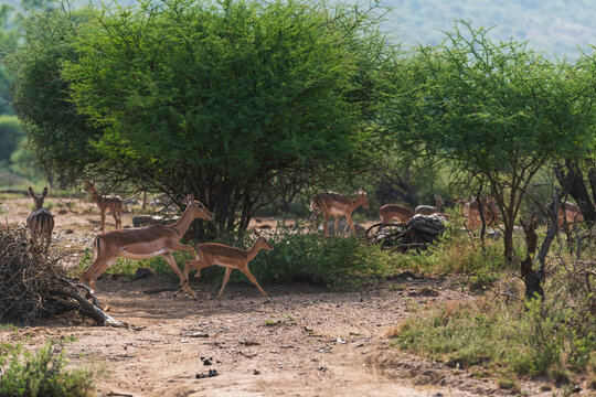 antilopes in the savannah