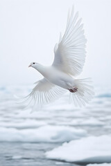 Fototapeta premium A Graceful Polar Pigeon Over Arctic's Frozen Plains: Symbol of Survival & Serenity