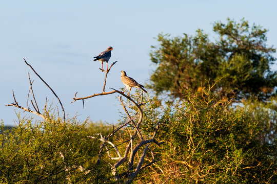 great falcons of the savannah