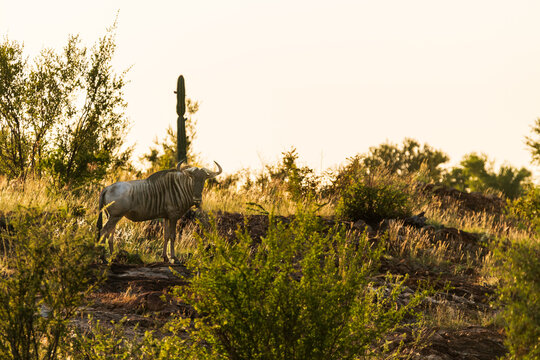 antilope in the wild