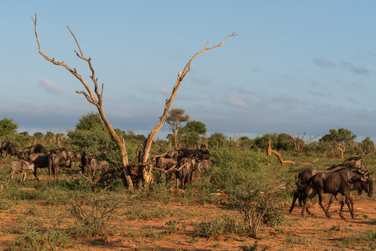 antilopes in the savannah