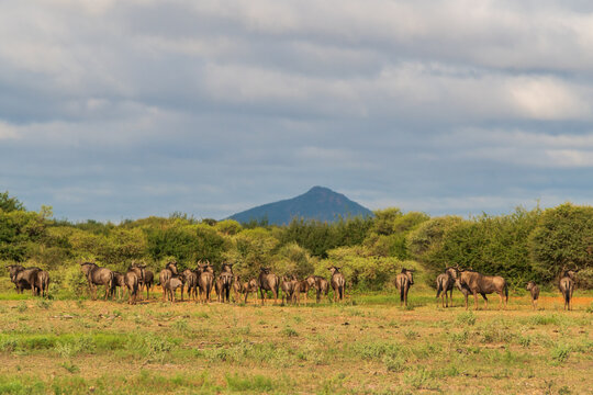 herd of antilopes in the savannah