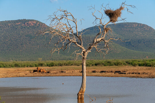 African tree in the water pound in the savanna