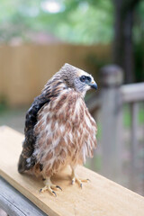 A juvenile hawk perched on a wooden railing with an alert gaze