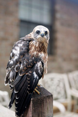 A juvenile hawk perched on a wooden post with an intense gaze