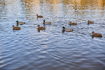 Ducks swim in the lake river many of them autumn sunny weather