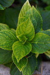 fresh mint leaves