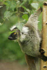 The black lemur female