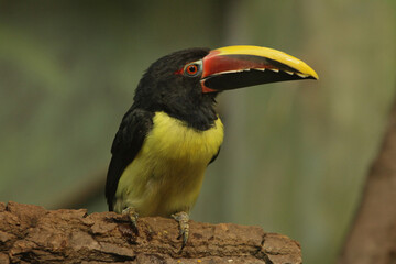 Pteroglossus viridis - Green aracari