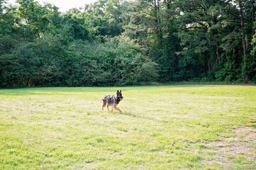 A German Shepherd walks through a grassy field with a ball
