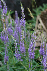 Vertical closeup on the blue flowers of Culver's root, Veronicastrum virginicum in the garden