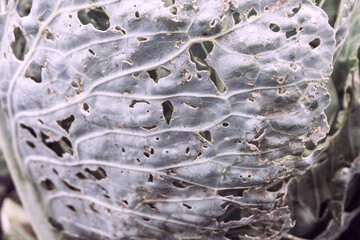 Eaten cabbage with snails and pests, damage from insect invasion.