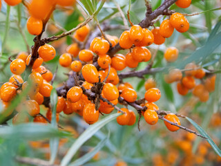 Sea buckthorn berries on a branch: a bright accent for still lifes and culinary photos,...