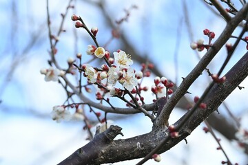Japanese apricot bloosom is a flower that is loved by Japanese people because it endures the cold of winter and blooms in early spring.