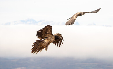 Bearded vulture (Gypaetus barbatus) photographed in Spain