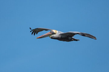A Brown Pelican in flight in a clear blue sky