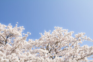 A beautiful sakura (cherry blossom) tree in full bloom against a bright blue sky. The composition leaves space for text, making it perfect for springtime marketing, greeting cards.