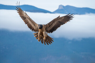 Fototapeta premium Bearded vulture (Gypaetus barbatus) photographed in Spain