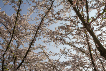A stunning close-up shot of delicate cherry blossoms (sakura) in full bloom. 