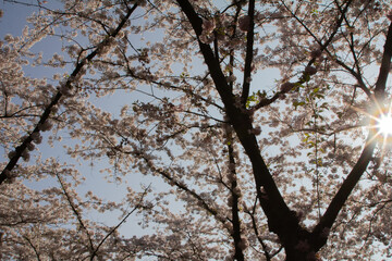 A stunning close-up shot of delicate cherry blossoms (sakura) in full bloom. 
