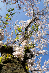 A stunning close-up shot of delicate cherry blossoms (sakura) in full bloom. 
