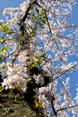 A stunning close-up shot of delicate cherry blossoms (sakura) in full bloom. 