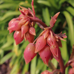 日本で早春にコダカラベンケイソウがピンク色の蕾をつけています