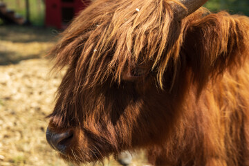 Reddish brown colored mini cow close-up