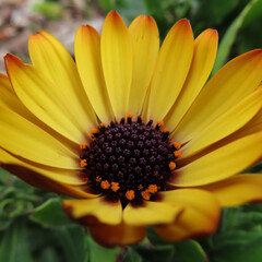 日本で春にオステオスペルマムが黄色い花を咲かせています